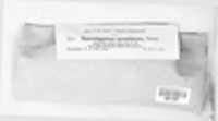 Nematogonum ferrugineum image